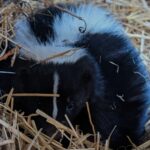 A skunk sleeping in straw in a barn.
