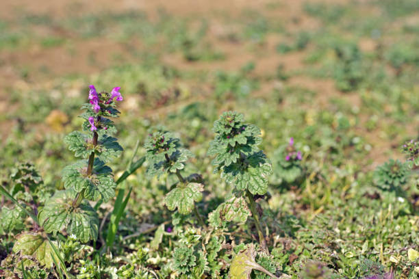 A henbit annual weed with its purple flowers