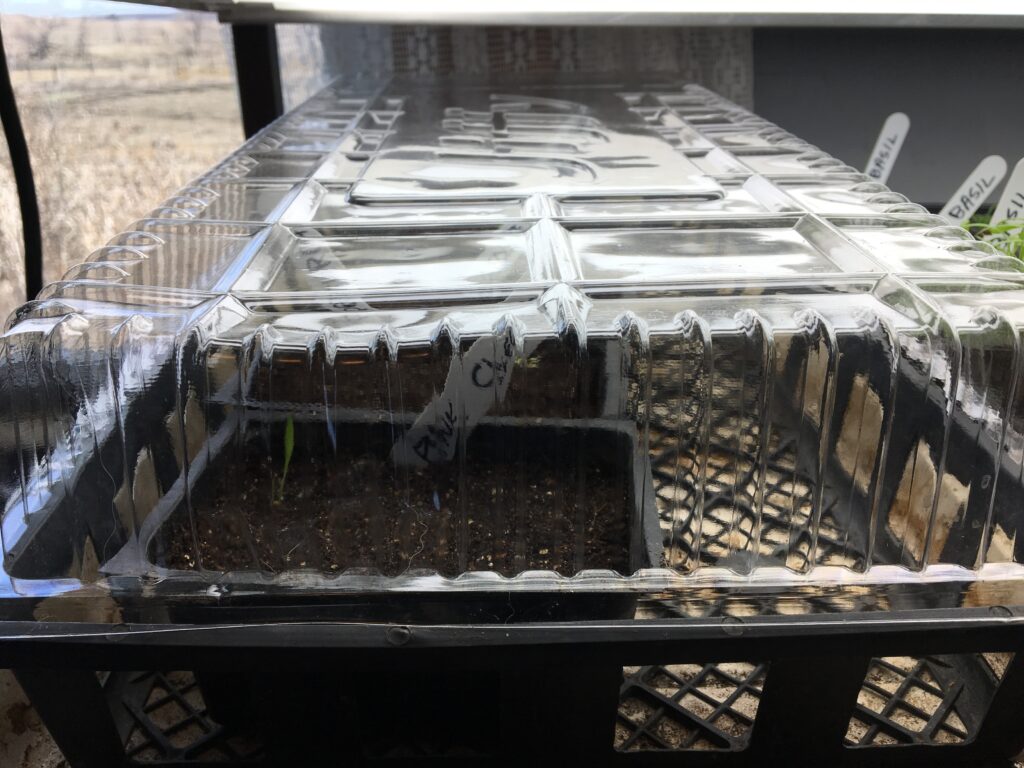 A close-up, eye-level shot shows a black plastic seed starter tray covered by a clear, ribbed plastic humidity dome. Inside the tray, dark potting soil is visible with several small, thin green sprouts just beginning to emerge.