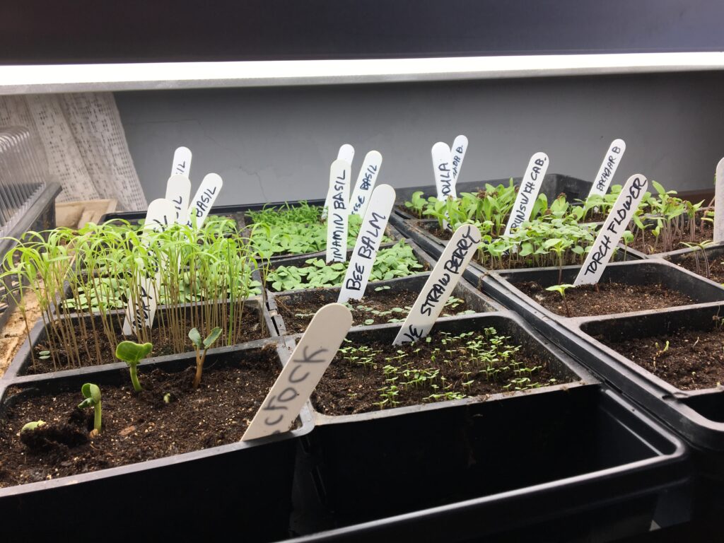A close-up view of a seed-starting tray under a grow light, containing multiple small compartments filled with soil and young seedlings. Each compartment has a white plant label with handwritten names such as "Pepper Tequila," "Arugula," "Strawberry," "Bee Balm," "Yummy Basil," "Dill," and "Stock." The seedlings are at various stages of growth, with some just sprouting and others having small green leaves.