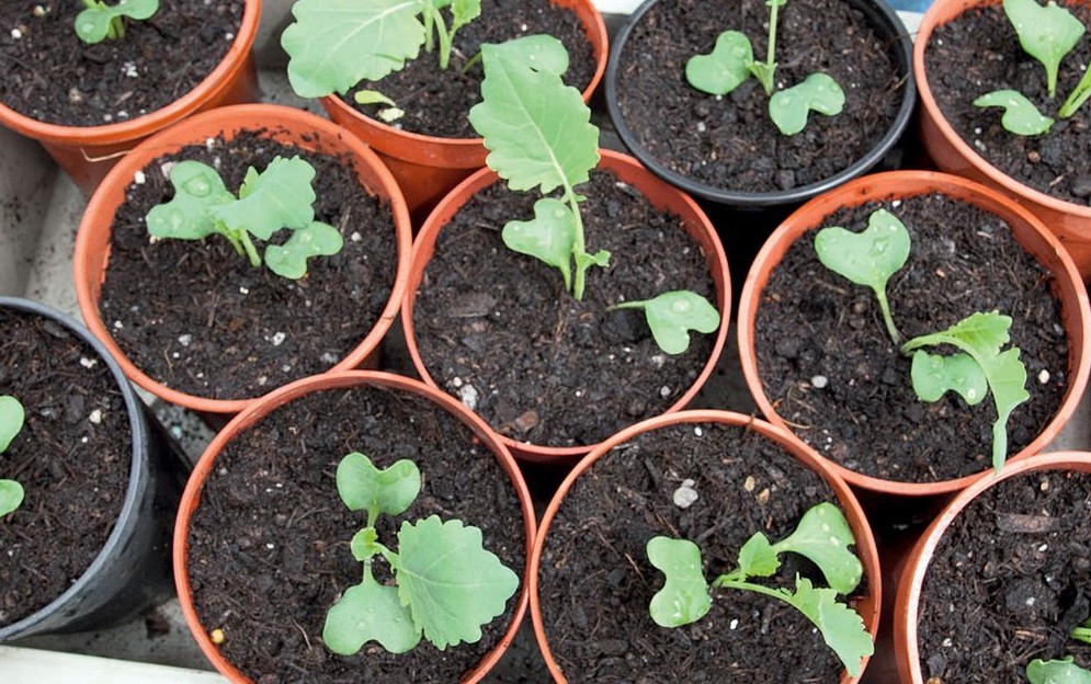 Young cabbage transplants moved to larger containers