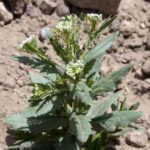 Pennycress weed with white flowers.