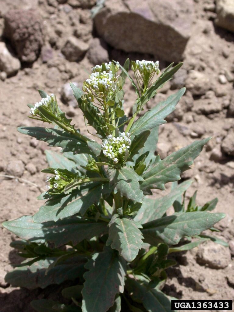 A small pennycress weed blooming with white flowers