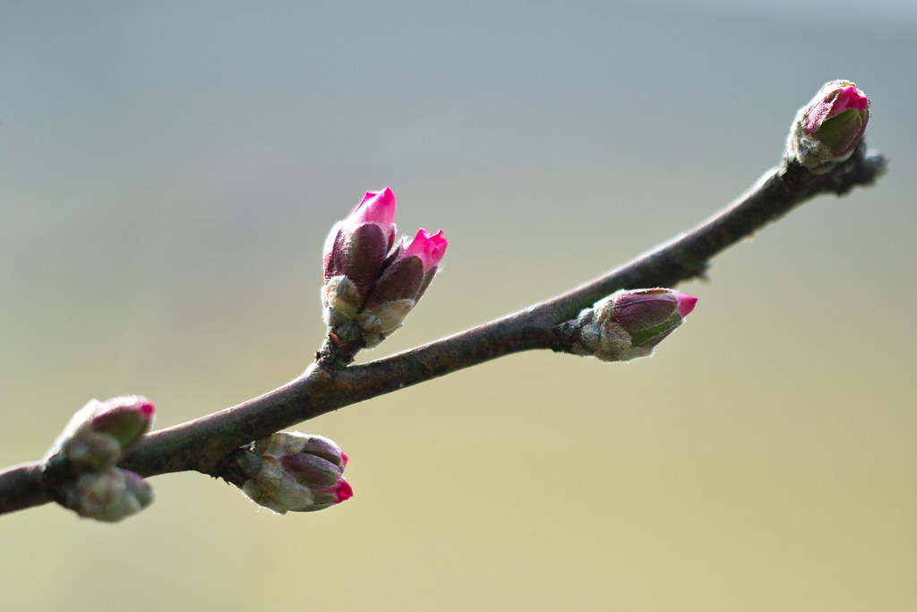 An apple branch with its emerging pink blossoms