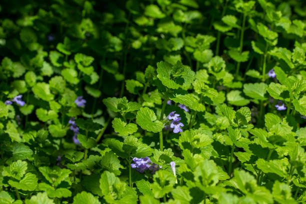 Creeping Charlie weed with its purple flowers