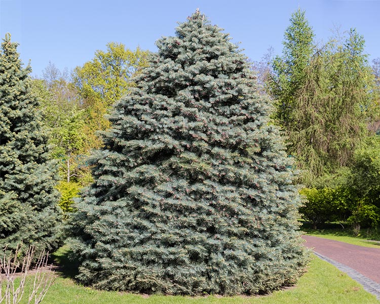 Two ornamental trees with a Douglas Fir pyramidal shape in the city park in spring sunny weather