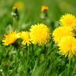 Dandelions blooming in a lawn