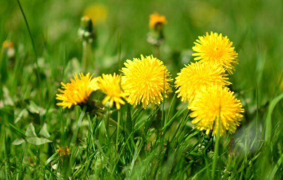 Dandelions blooming in a lawn