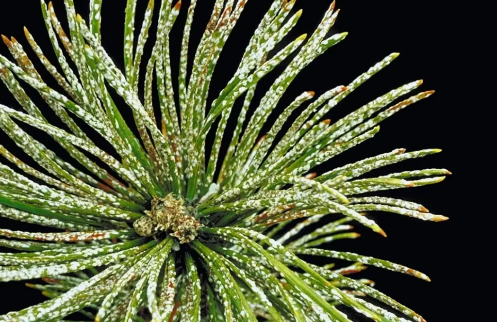 Close-up photo of pine needles heavily infested with white pine needle scale insects, giving the needles a frosted or grayish appearance. 