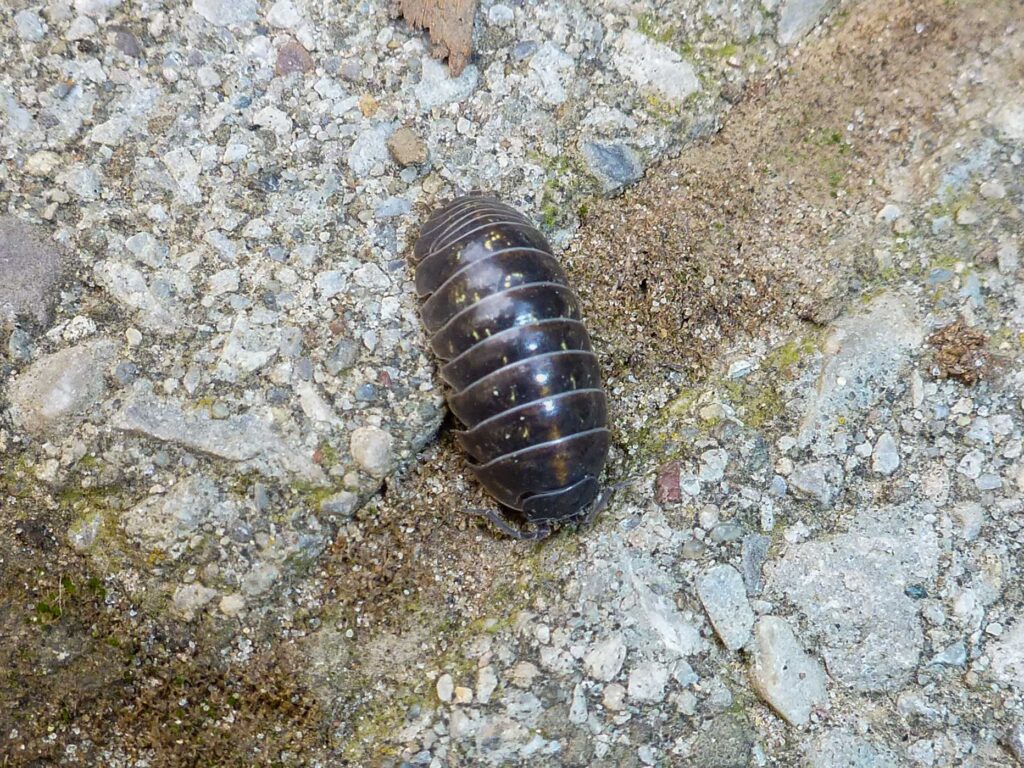 An overhead shot shows a dark grey or black woodlouse, also known as a roly-poly, crawling on a rough, light-colored stone or concrete surface. The woodlouse has a segmented shell with small yellow spots and is positioned vertically in the center of the frame. The background is a mix of small pebbles, dirt, and textured rock.
