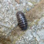 An overhead shot shows a dark grey or black woodlouse, also known as a roly-poly, crawling on a rough, light-colored stone or concrete surface. The woodlouse has a segmented shell with small yellow spots and is positioned vertically in the center of the frame. The background is a mix of small pebbles, dirt, and textured rock.