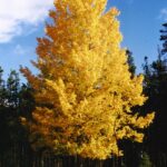 Prairie Golden Aspen