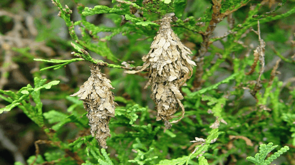 Brown bags of bagworms on the tips of an arborvitae. 