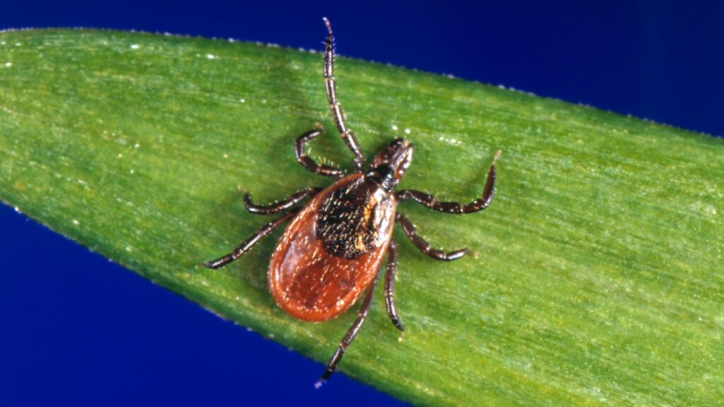 A close-up photograph shows an adult female blacklegged tick (Ixodes scapularis), also commonly known as a deer tick, perched on the surface of a vibrant green leaf.
