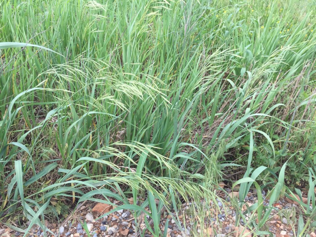 A patch of tall green brome grass with slender, drooping seed heads growing in a dense cluster on a gravelly and grassy roadside area.
