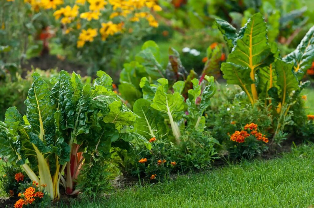 Companion planting with yellow marigolds in front of rainbow Swiss chard.
