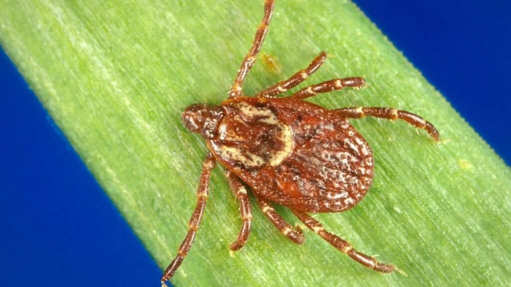 The image shows a reddish-brown, oval-bodied hard tick resting on a green blade of grass. It has eight reddish-brown legs and a prominent, ornate cream-colored scutum on its anterior dorsal surface. The posterior margin of its body features distinct scalloped indentations (festoons).