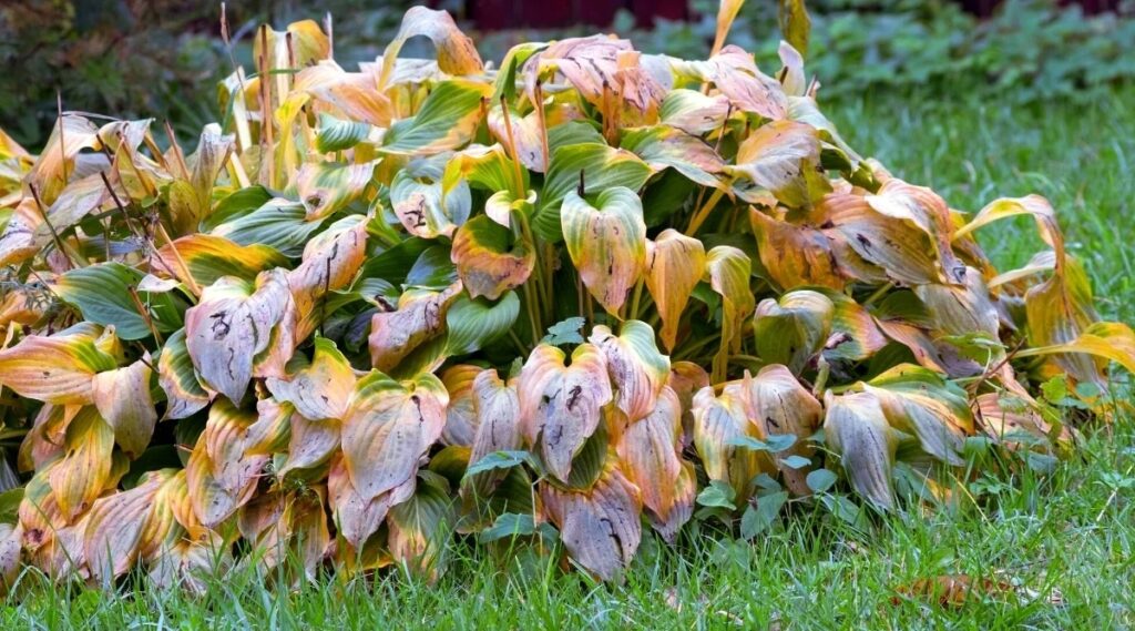Hosta plant that has freeze damage with Brown and yellow leaves.