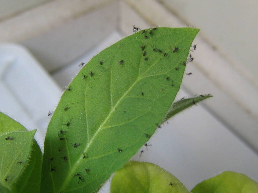 A close-up of a green plant leaf infested with numerous small black insects, likely plant pests such as fungus gnats, clustered mainly along the edges and veins of the leaf.