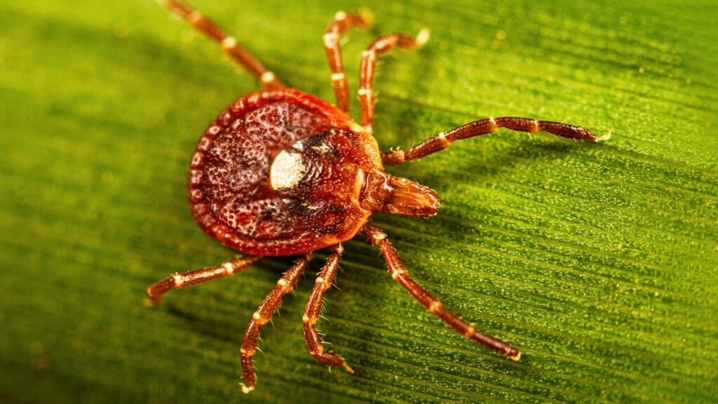 An extreme close-up of a reddish-brown lone star tick crawling across the textured surface of a vibrant green leaf. The tick is characterized by a distinctive, bright white or silvery spot on its back.
