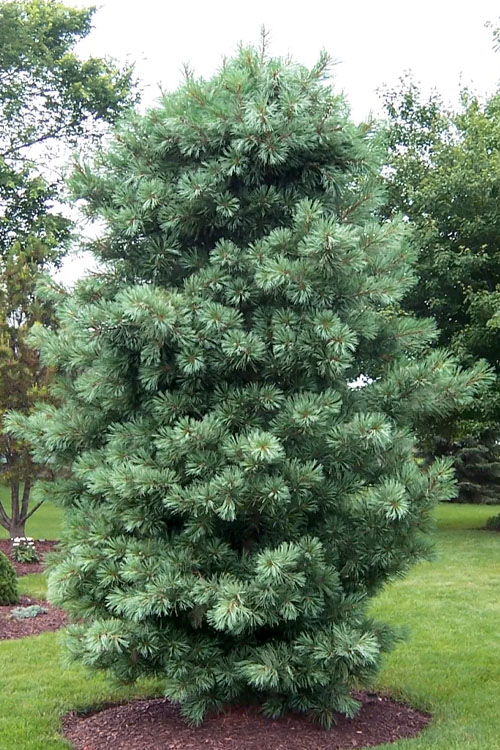 Silver Ray Korean Pine standing in front of a group of evergreen trees