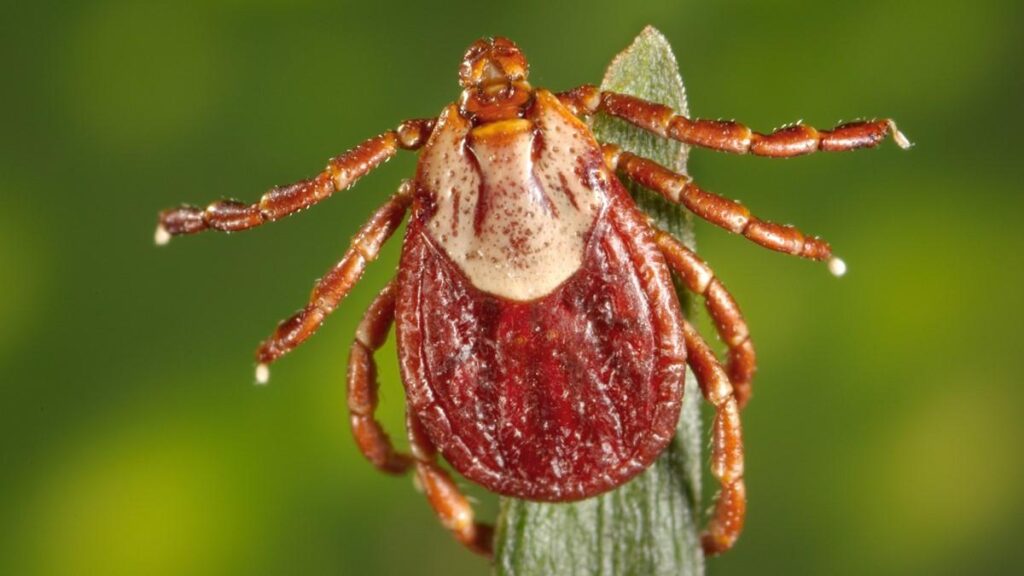 The image shows an adult female Rocky Mountain wood tick (Dermacentor andersoni) perched on the tip of a green leaf.