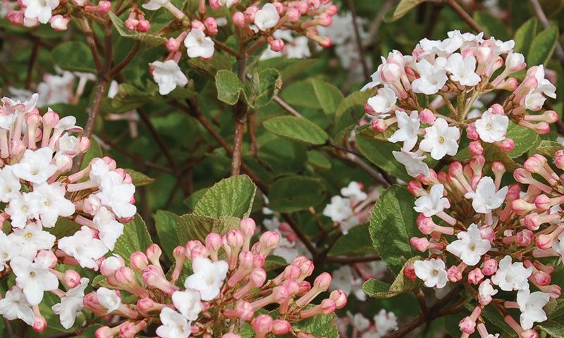 Sugar and Spice viburnum blossoms with flowers with a tint of pink