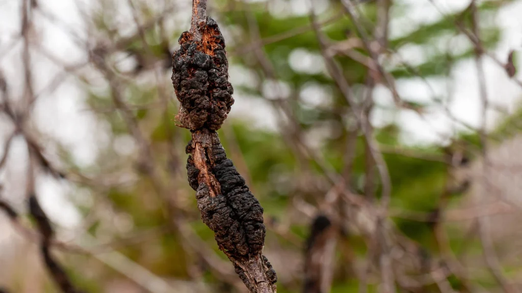 A close-up of a tree branch infected with Black Knot Disease, showing a dark, rough, swollen fungal growth against a blurred background of branches and greenery.