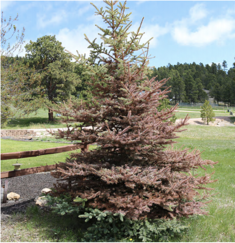 A medium-sized spruce tree with many brown, dried needles, indicating possible winter injury or disease, stands in a grassy yard with a wooden fence and other green trees in the background under a partly cloudy sky.