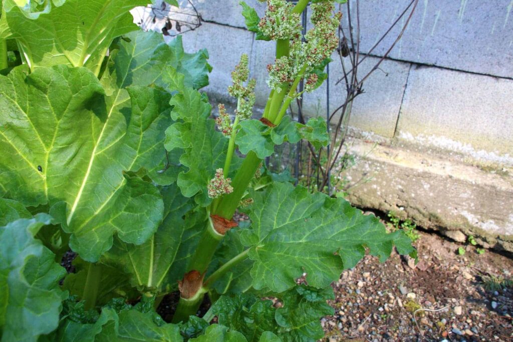 Rhubarb plants sending up a flower stalk along the side of a concrete building.