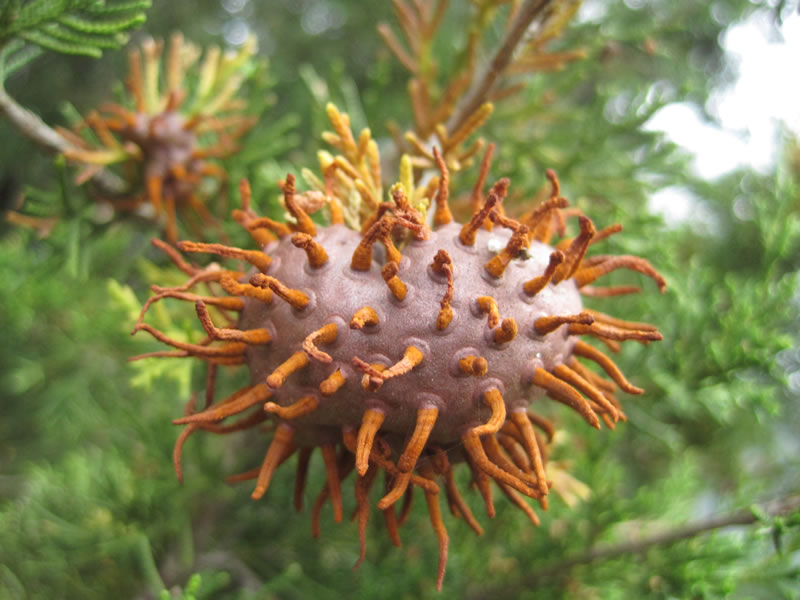 Cedar apple gall, grey ball with orange tendrils) on a juniper branch.