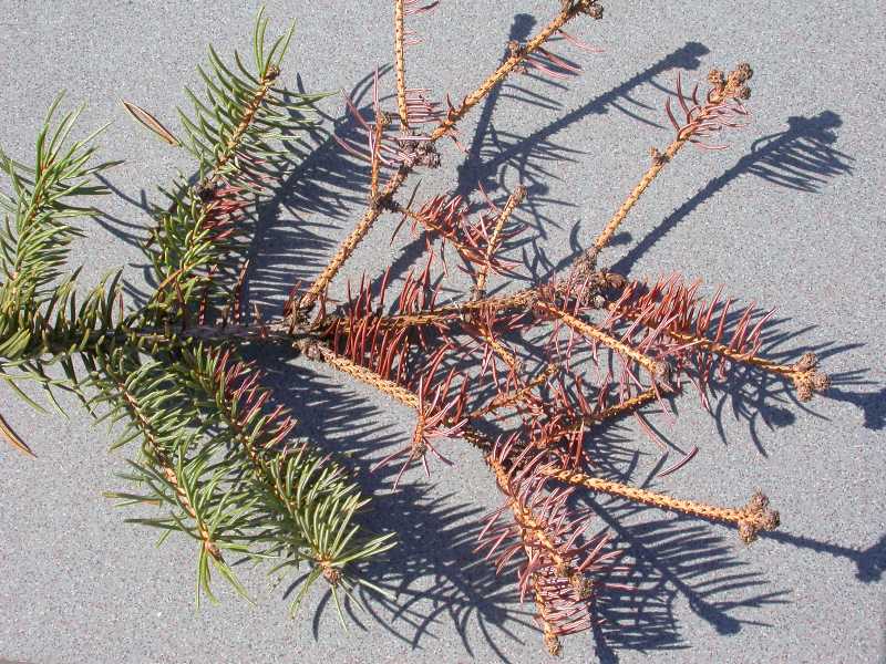 An overhead shot of a spruce tree branch resting on a gray, textured surface. The left side of the branch features healthy, green needles, while the right side shows significant browning and dieback, with needles turned a reddish-brown color. Small, brown cone-like growths are visible at the tips of several bare or thinning twigs caused by a needle cast fungi.