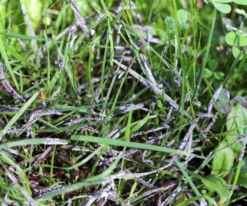White powdery substance on grass blades which is powdery mildew.