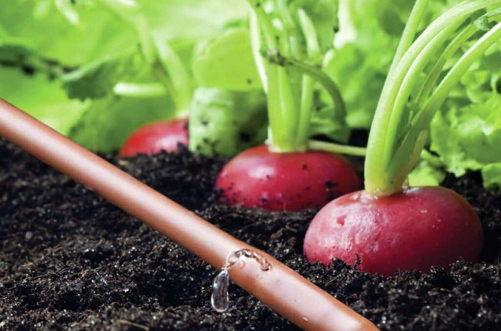 An close-up photo shows several round red radishes growing in dark, rich soil, with their bright green leafy tops extending upwards. In the foreground, a brown drip irrigation tube runs diagonally across the frame, with a single clear drop of water dripping from it onto the soil. The background is a soft blur of more green foliage.