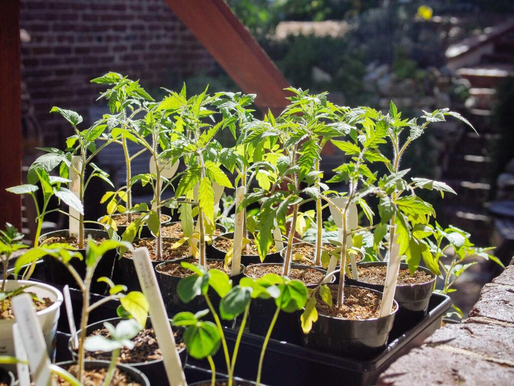 Several tomatoes plants being exposed to direct sunlight gradually before planting into the garden.