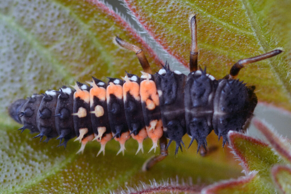 A close-up of a multicolored lady beetle larva crawling on a green leaf. The larva has an elongated, "alligator-shaped" body that is predominantly black with two distinct rows of orange-red markings along its sides and back. Its entire body is covered in spiky, branched spines.
