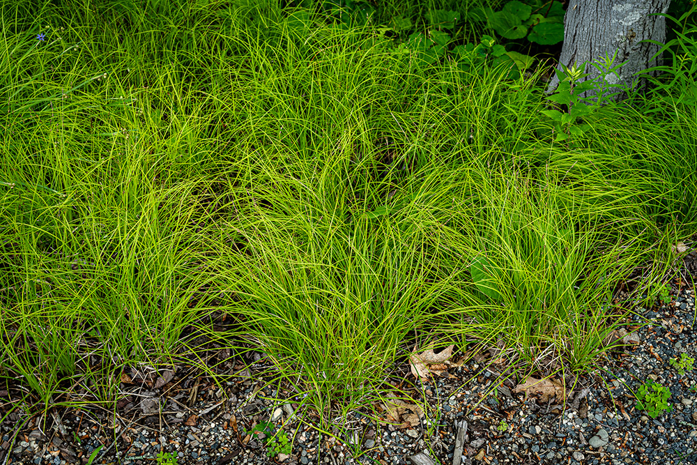 This image features Pennsylvania Sedge (Carex pensylvanica), a native groundcover characterized by its low-growing, arching, fine-textured green leaves.
