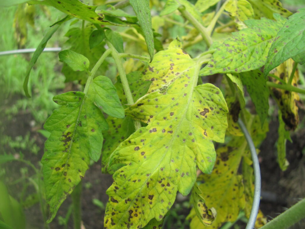 A close-up of a tomato plant with several large, yellowing leaves covered in numerous small, dark brown or black spots. The spots are scattered across the leaf surface, and the most heavily affected leaf in the center is almost entirely yellow, while a healthier green leaf is visible in the background.