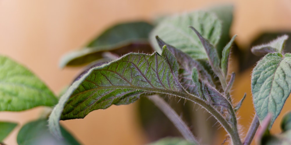 Tomato leaf with purple veins caused by cool temperatures.