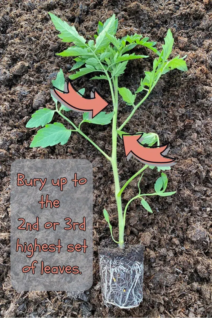 A young tomato plant starter with a visible white root ball lies flat against dark brown compost soil. Two large, curved red arrows point to the middle and upper leaf nodes on the stem. A translucent gray text box in the bottom left corner reads, "Bury up to the 2nd or 3rd highest set of leaves."