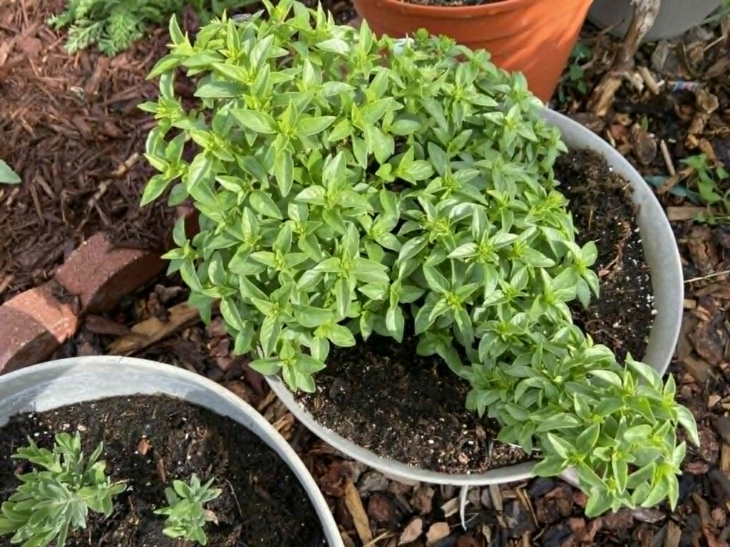 Pot a lemon basil.