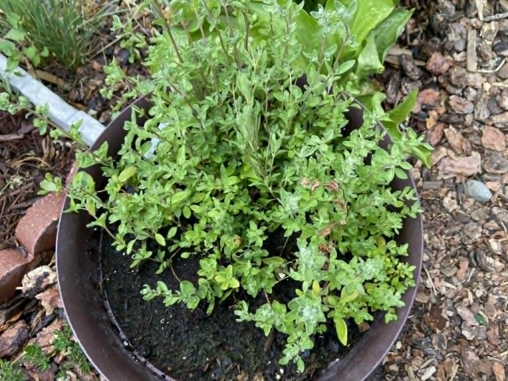 A pot a marjoram