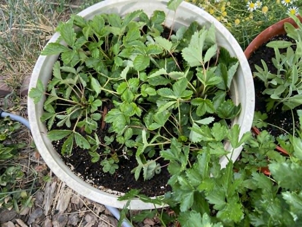 12-inch pot alpine strawberries