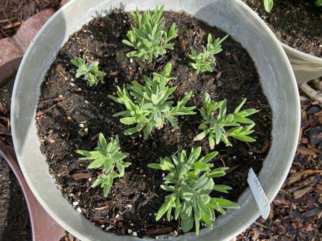 Pot of lavender