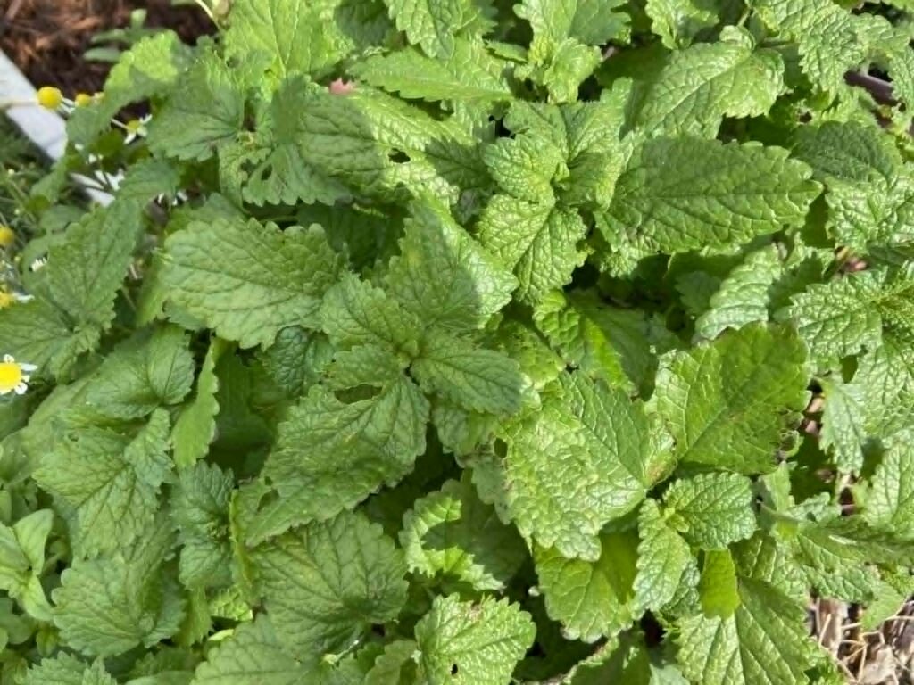 Pot of Lemon balm.