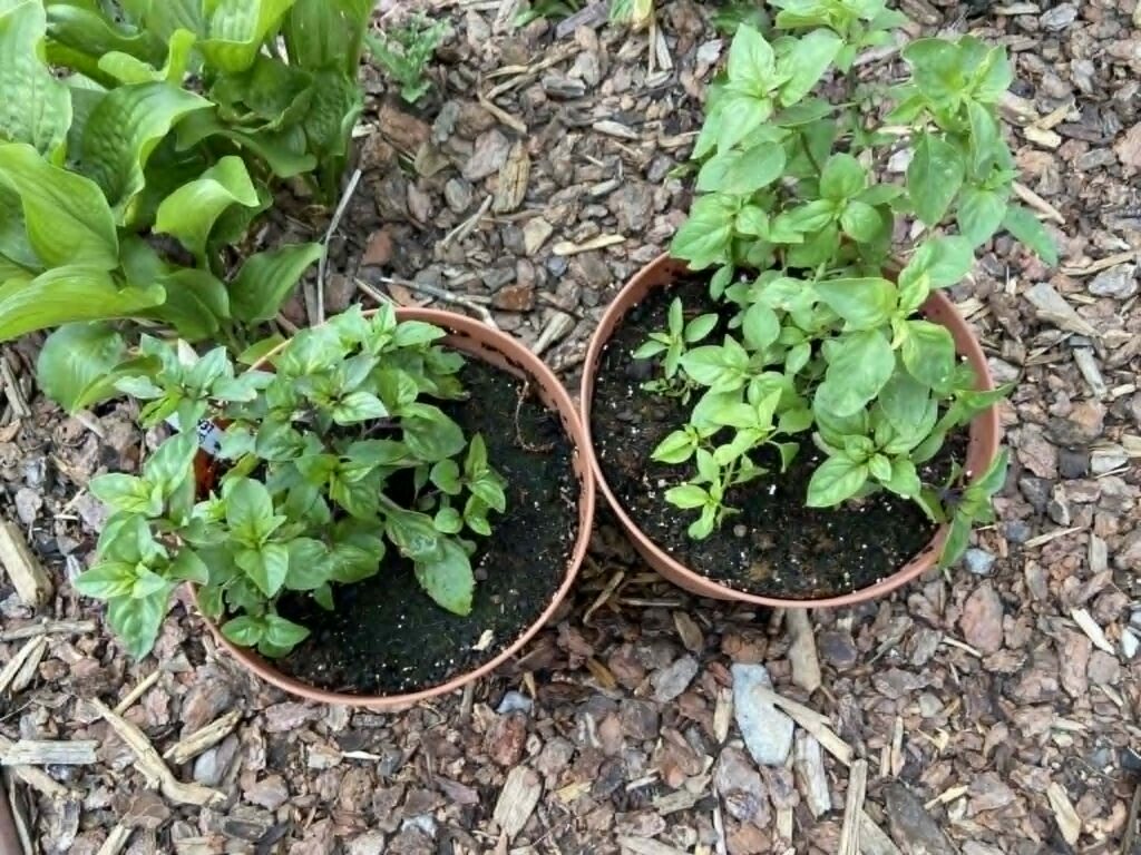 Pot of cinnamon Basil