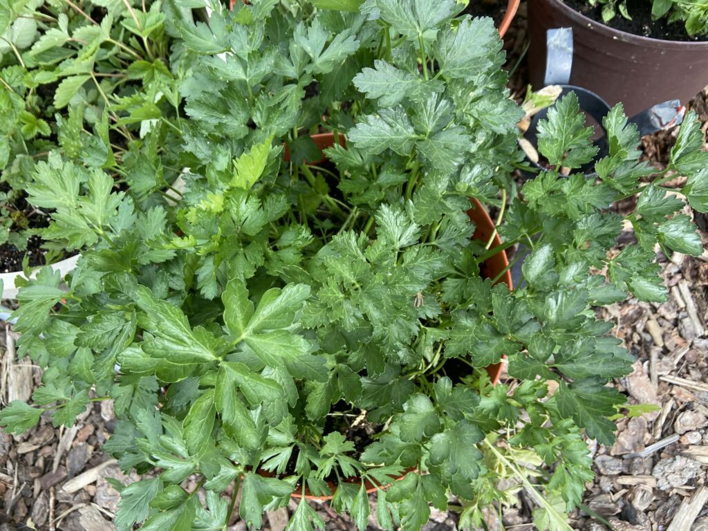 Pot of parsley