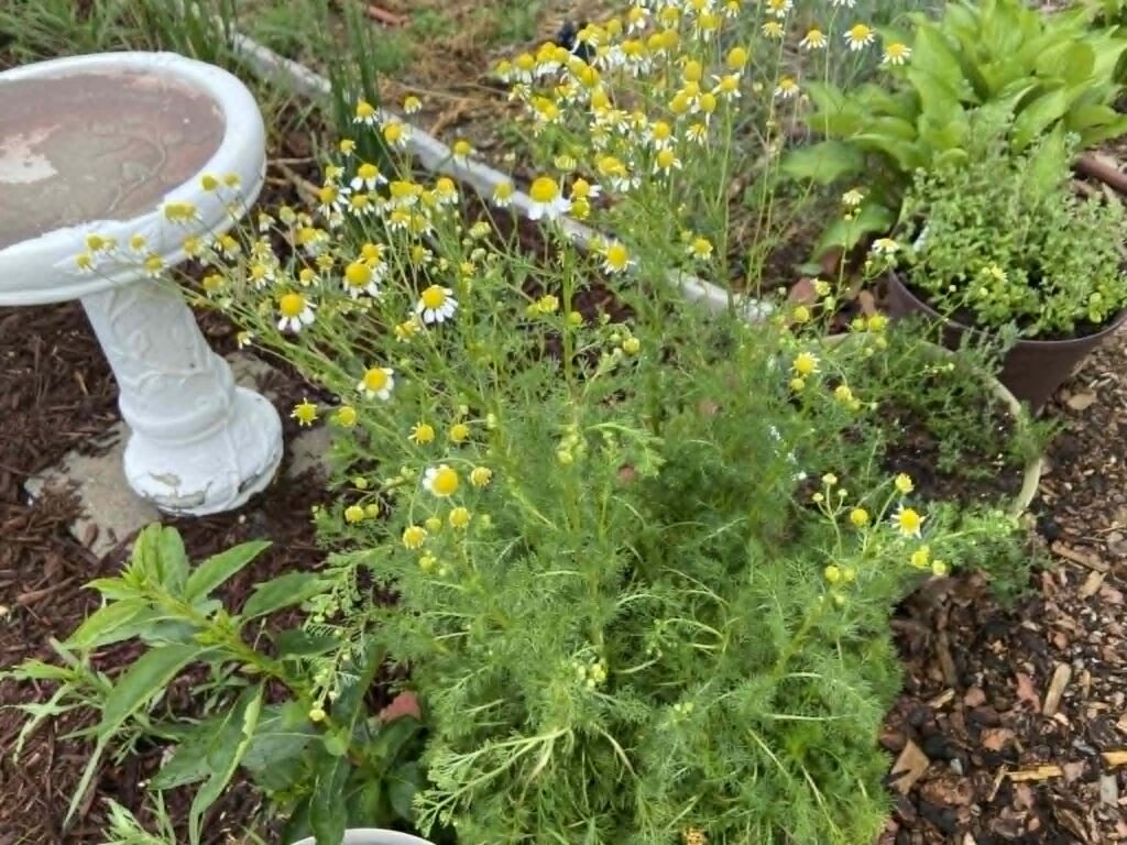 Pot of chamomile