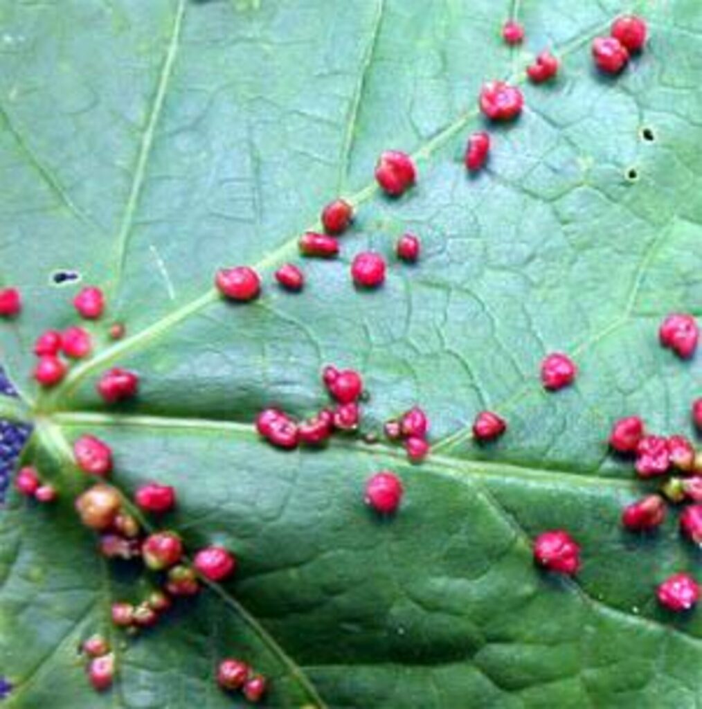 A bunch of red bladder galls on the underneath of a maple leaf.