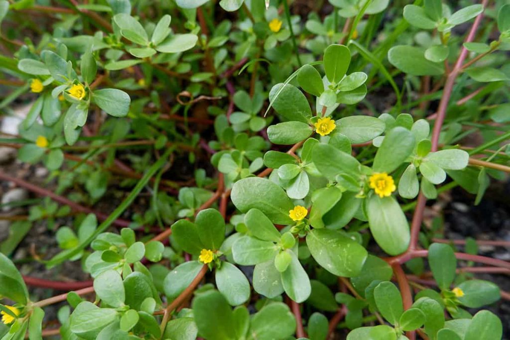 Purslane with fleshy leaves, reddish stems. and small yellow flowers.